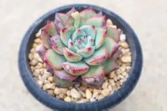 2026年最新】リンゼアナの人気アイテム - メルカリ