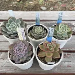 2025年最新】おらいさんの人気アイテム - メルカリ