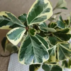 も～いいですよ様 リクエスト 2点 まとめ商品