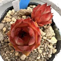 多肉植物 センペルビウム ジュエルケース No.33【青】 - メルカリ