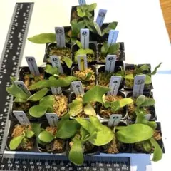 2026年最新】patra gardenの人気アイテム - メルカリ