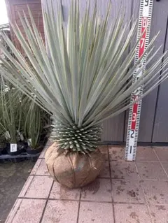 2026年最新】ユッカ ロストラータの人気アイテム - メルカリ