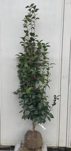 現品》ツバキ 紅乙女椿（ベニオトメツバキ）樹高1.7m（根鉢含まず）40 