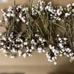 ナンキンハゼの実80本(66