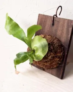 ごんごん様 リクエスト 2点 まとめ商品