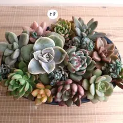 2025年最新】ピンクラブリーローズ 多肉の人気アイテム - メルカリ