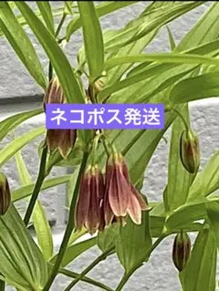 山野草苗　お茶花苗　唐竹蘭　トウチクランのサムネイル
