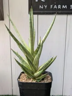 2025年最新】サンスベリア斑入りの人気アイテム - メルカリ