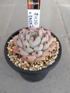 2026年最新】simijimiさん苗の人気アイテム - メルカリ