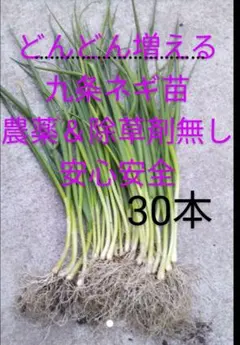 2026年最新】ネギ苗の人気アイテム - メルカリ