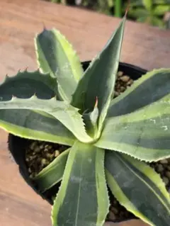 2025年最新】オバティフォリア オルカの人気アイテム - メルカリ