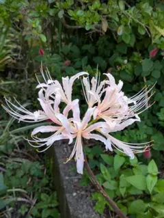 ゆぅ様 リクエスト 2点 まとめ商品