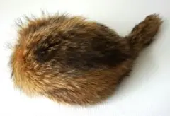 アライグマ