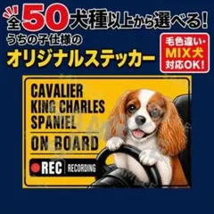 犬 ドライブステッカー シール 英語版 キャバリアキングチャールズスパニエル 車のサムネイル