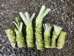 訳あり品！　伊豆の本ワサビ　250g 山葵　野菜　 農家直送　　生わさびのサムネイル