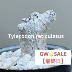 2026年最新】チレコドン 万物想の人気アイテム - メルカリ