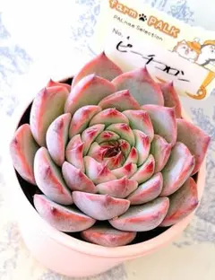 2025年最新】ファームパルクの人気アイテム - メルカリ