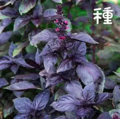 バジル・ダークオパール【固定種】 黒紫の葉が美しい☆観賞用にも人気 