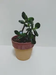 多肉植物 クラッスラ 花月 金のなる木⑩のサムネイル