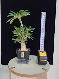 ドルステニアギガス　本日限定特価10/10 ドルステニアギガス | STORES