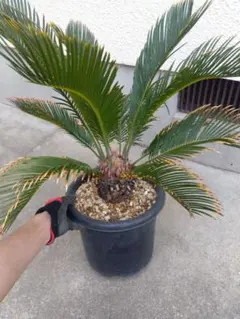 特大】 金環蘇鉄 ソテツ 観葉植物 南国 - メルカリ