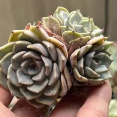 韓国苗 Larega群生多肉植物 エケベリア 極美株 抜き苗のサムネイル