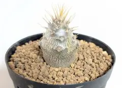 2026年最新】パキポディウム・グラキリスの人気アイテム - メルカリ