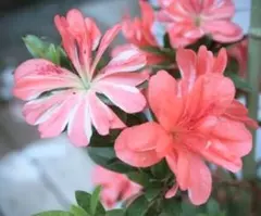 2026年最新】さつき 皐月 盆栽の人気アイテム - メルカリ