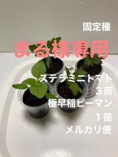 2026年最新】ステラミニトマト 苗の人気アイテム - メルカリ