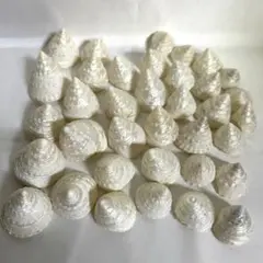 貝殻　巻貝　まとめ売り