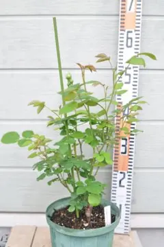 ボビキンチャン様 リクエスト 3点 まとめ商品