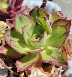 多肉植物。 夕顔法師錦カット苗3頭 - メルカリ