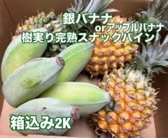 限定甘い樹実り完熟スナックパイン❣️生産量日本一の東村のパイナップル10K 甘い樹実り完熟スナックパイン❣️生産量日本一の東村のパイナップル