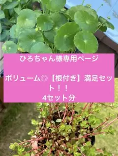 ひろちゃん様専用ページ