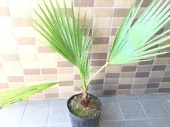 超特価！ココヤシ 苗 苗木 観葉植物 7号鉢 ココナッツバーム - メルカリ