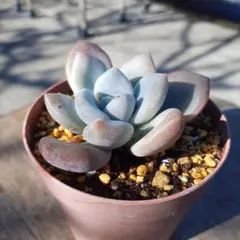 多肉植物　オパリナ　カット苗(微根)　発根管理中　①