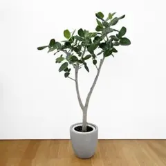 大型 フィカス ベンガレンシス 螺旋仕立て 8号 陶器鉢 植え込み発送