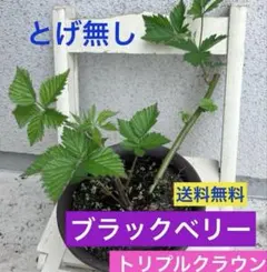 【新芽成長中！】甘い　ブラックベリー苗 ⑧トリプルクラウン　とげ無し　取り木苗
