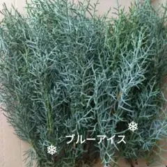 生花✼コニファー ブルーアイス♪Xmasリース✼しめ縄飾り✼お正月注連縄