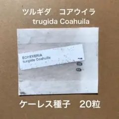 エケベリア　ケーレス種子　20種類セット Koehres輸入種子＊hyalina,Tolontongo＊コーレス ケーレス 多肉植物