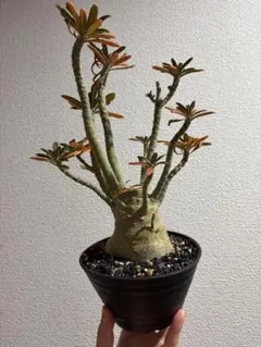 2026年最新】ドルステニアギガスの人気アイテム - メルカリ