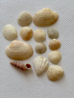 貝殻 12個セット