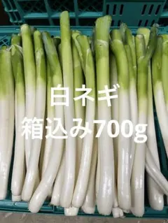 白ネギ　ネコポスのサムネイル