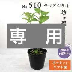ポットごとヤマト便529】ヤマアジサイ 充実株 津江てまり - メルカリ