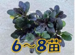 アジュガ　カラーリーフ　グランドカバー　ぬき苗　むらさき6〜8苗（50g）Aのサムネイル