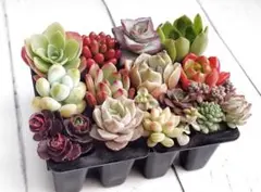 カラフル カット苗 詰め合わせ 多肉 寄せ植え