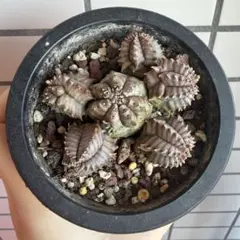 2026年最新】オベサ 亀甲の人気アイテム - メルカリ