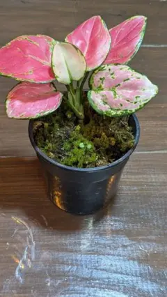アグラオネマ アンヤマニー 観葉植物 苗