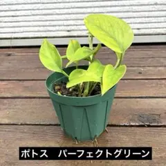 ポトス　パーフェクトグリーン⑳ 約17.5㎝　3.5号　第4種郵便※鉢ごと発送‼️のサムネイル