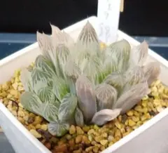 橋本 大輔様 リクエスト 2点 まとめ商品